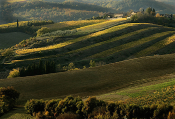 Chianti Wine Region